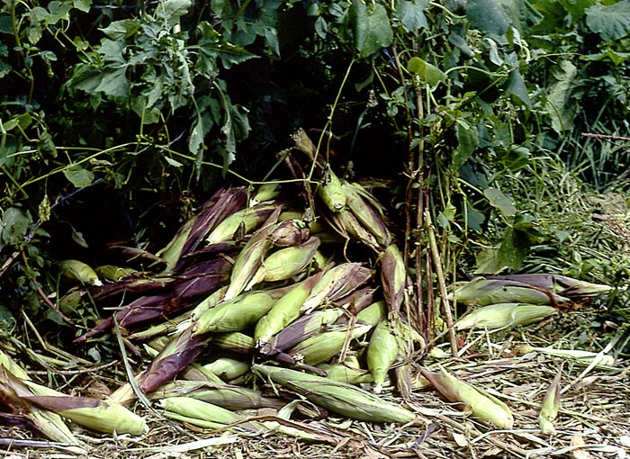 Understanding Xilonen: The Goddess of Corn and Agriculture