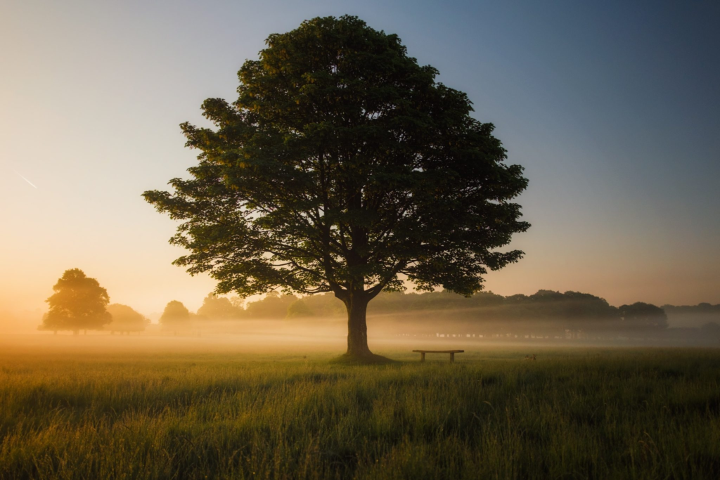 "Why Did God Put the Tree in the Garden? Understanding the Purpose of the Tree of Knowledge"